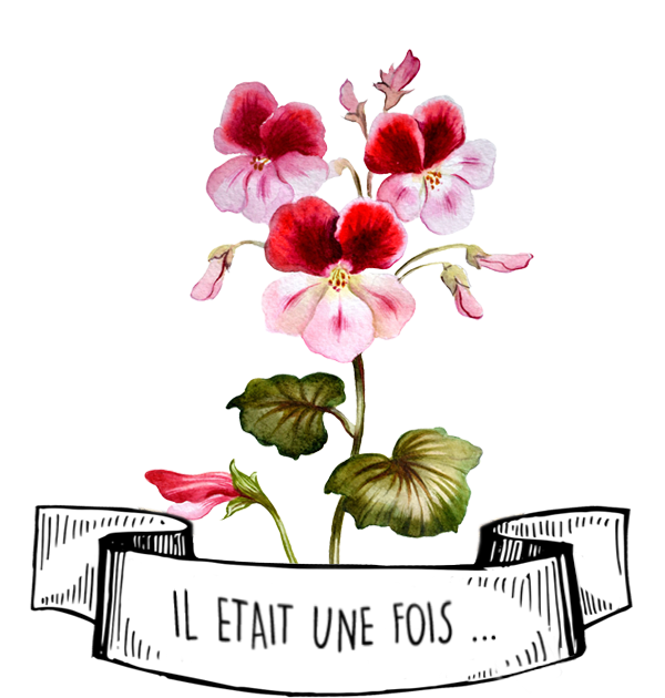 Huile Essentielle de Geranium : Le Guide Complet par Olyaris